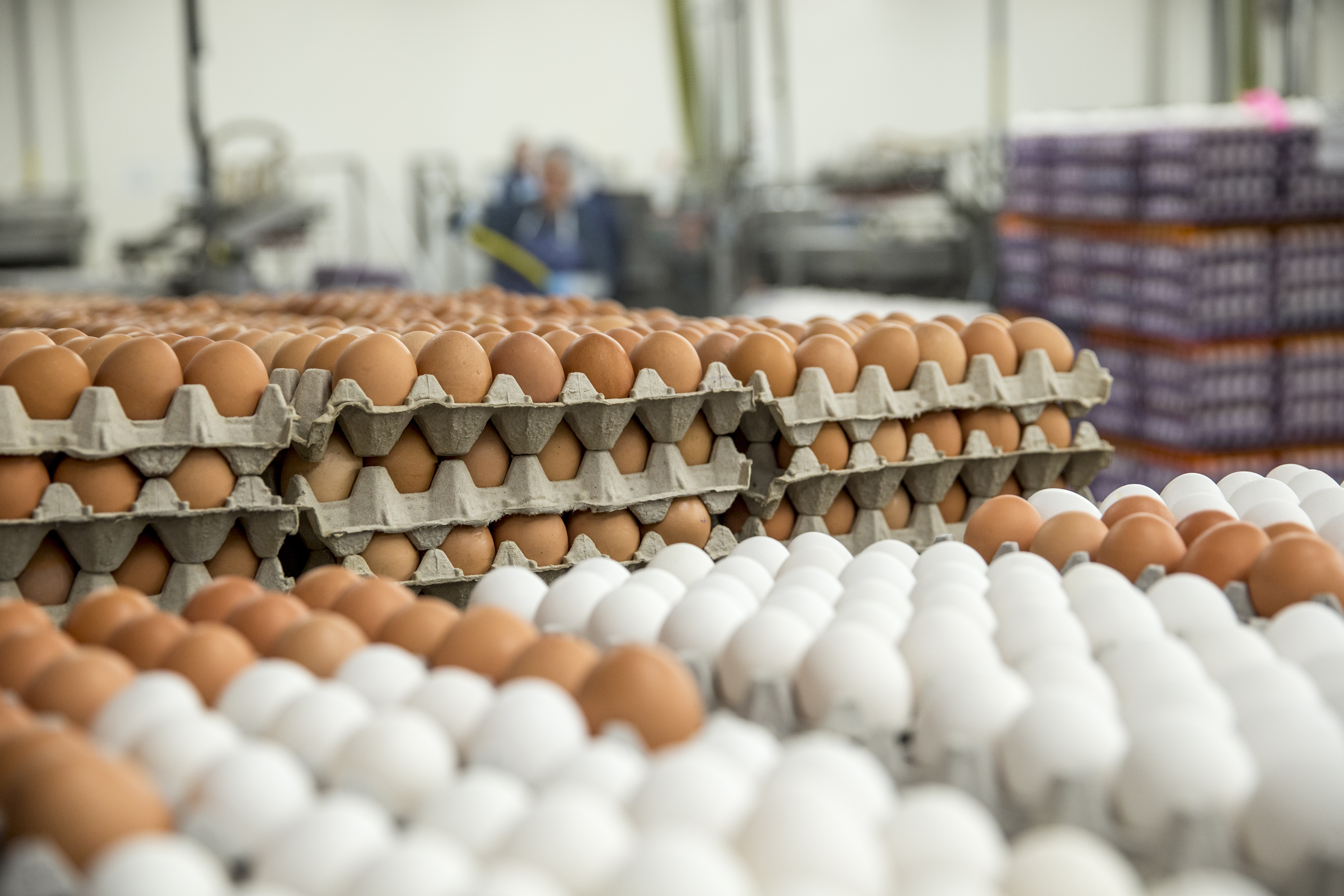Яйцо куриное производитель. Синявинская птицефабрика яйца. Синявинская птицефабрика 2022 импорт яиц. Производство яиц. Яичное Птицеводство.