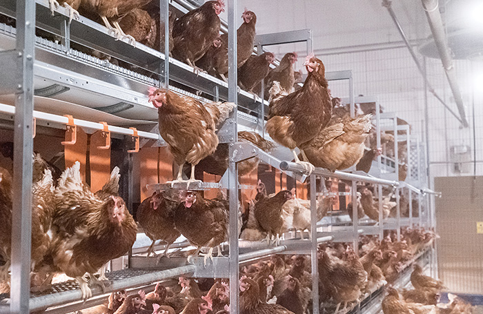 Statement To Stakeholders Uep Definition Of Cage Free Egg Production United Egg Producers,Dryer Outlet Cover Plate